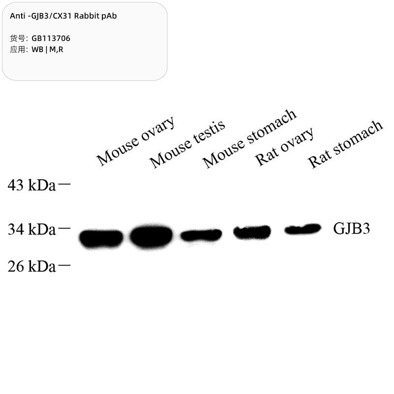 Антитела первичные, поликлональные, GJB3/CX31, 100 мкл