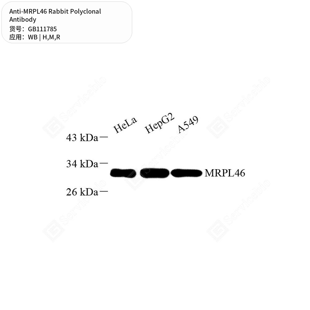 Антитела первичные, поликлональные кролика к MRPL46 крысы, мыши, человека, 100 мкл