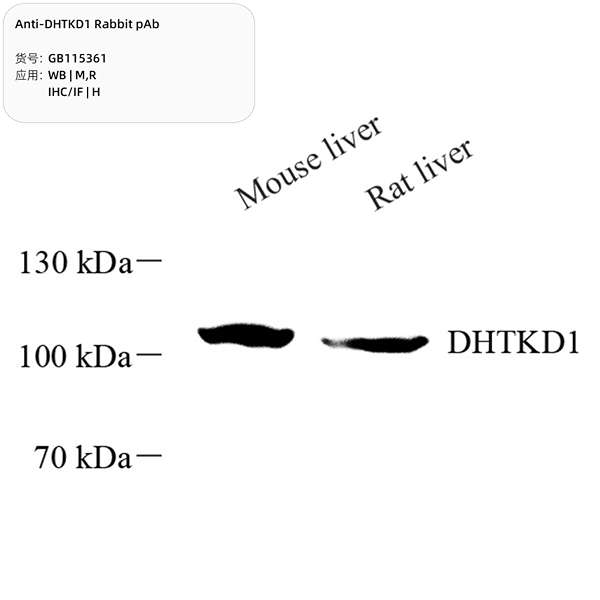Антитела первичные, поликлональные, DHTKD1, 100 мкл