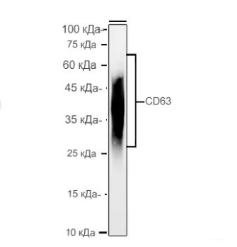 Антитела первичные, поликлональные CD63, 100 мкл