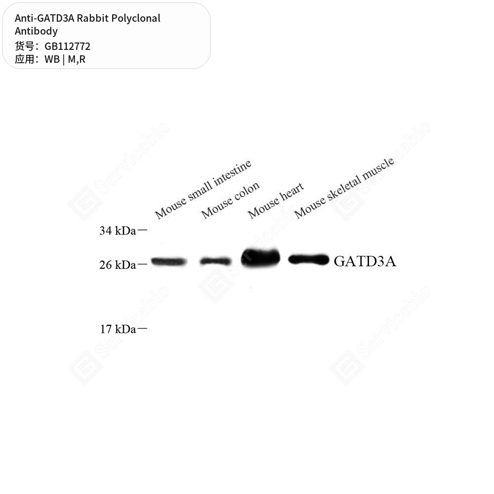 Антитела первичные, поликлональные кролика к GATD3A крысы, мыши, 100 мкл