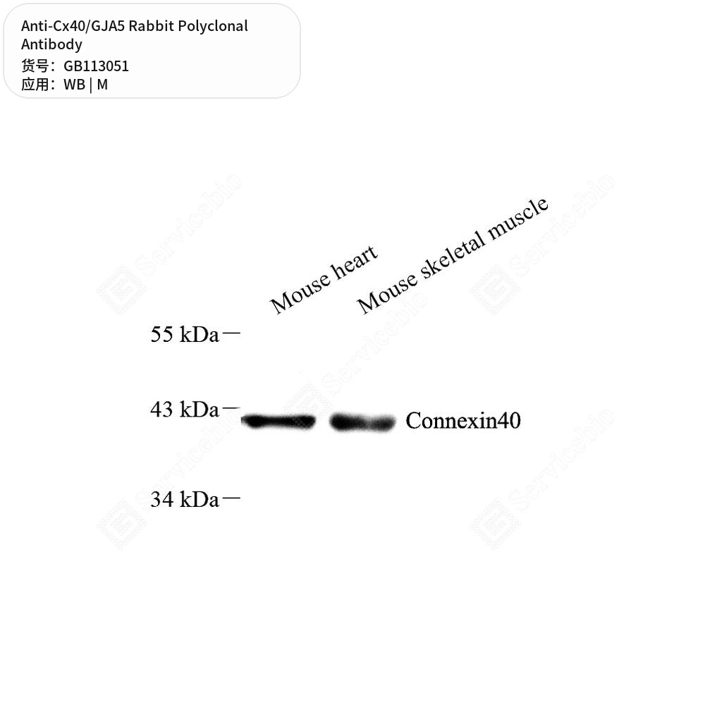 Антитела первичные, поликлональные кролика к Cx40/GJA5 мыши, 50 мкл