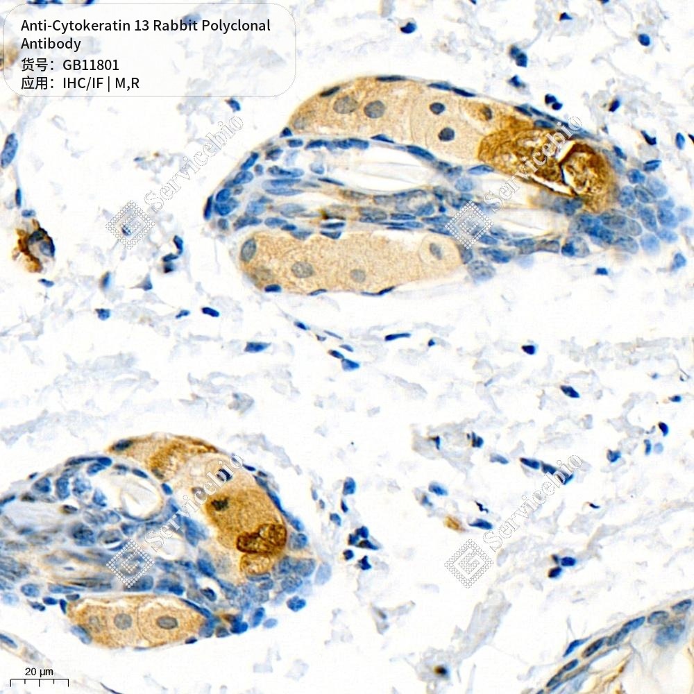 Антитела первичные, поликлональные кролика к Cytokeratin 13 крысы, мыши, 100 мкл