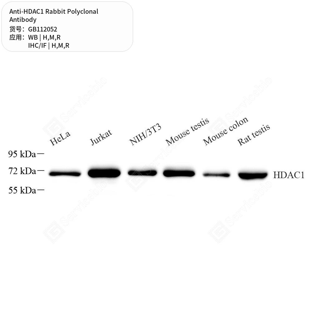 Антитела первичные, поликлональные кролика к HDAC1 крысы, мыши, человека, 100 мкл