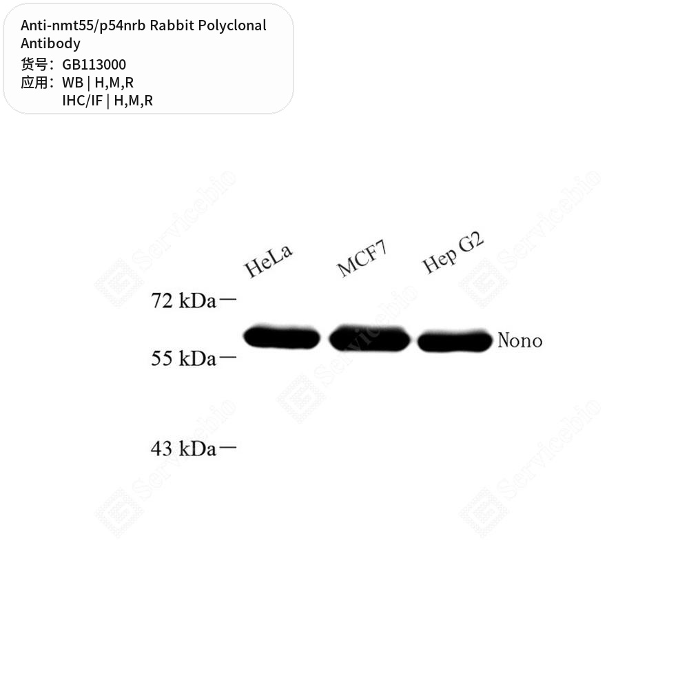 Антитела первичные, поликлональные кролика к nmt55/p54nrb крысы, мыши, человека, 50 мкл