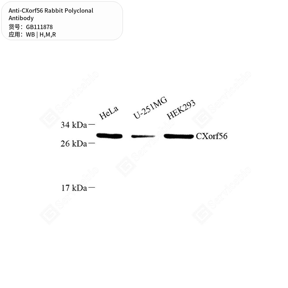 Антитела первичные, поликлональные кролика к CXorf56 крысы, мыши, человека, 100 мкл