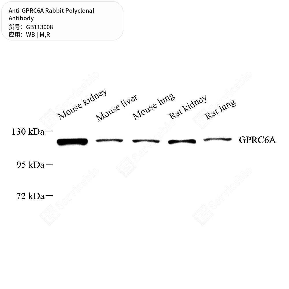 Антитела первичные, поликлональные кролика к GPRC6A крысы, мыши, 50 мкл