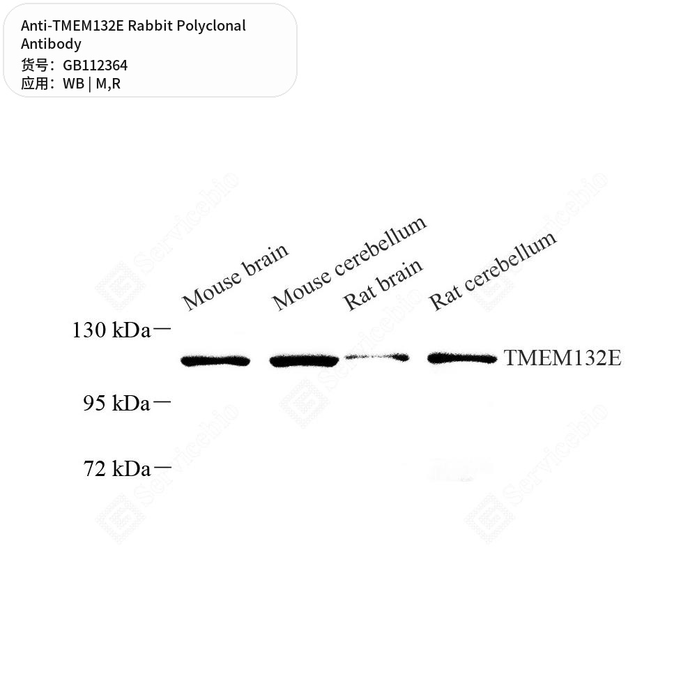 Антитела первичные, поликлональные кролика к TMEM132E крысы, мыши, 100 мкл