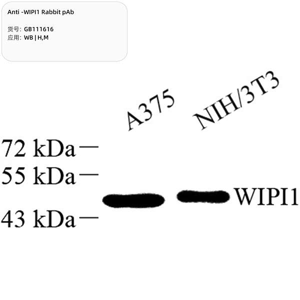 Антитела первичные, поликлональные, WIPI1, 100 мкл