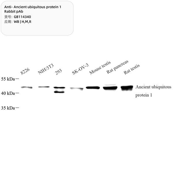Антитела первичные, поликлональные, Ancient ubiquitous protein 1, 100 мкл