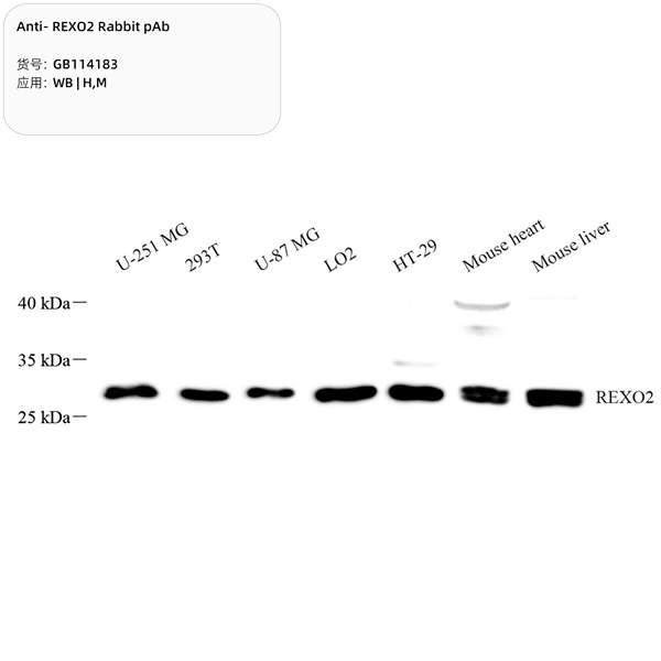 Антитела первичные, поликлональные, REXO2, 100 мкл