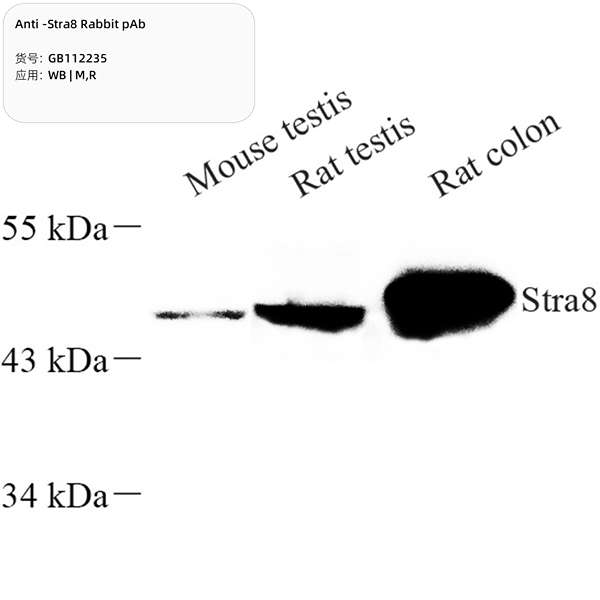Антитела первичные, поликлональные, Stra8, 100 мкл