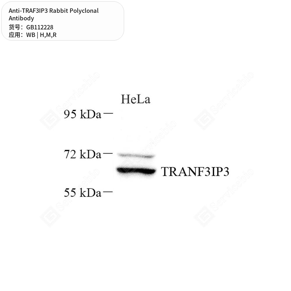 Антитела первичные, поликлональные кролика к TRAF3IP3 крысы, мыши, человека, 100 мкл
