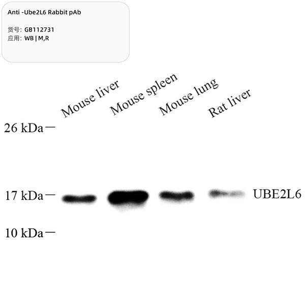 Антитела первичные, поликлональные, Ube2L6, 100 мкл