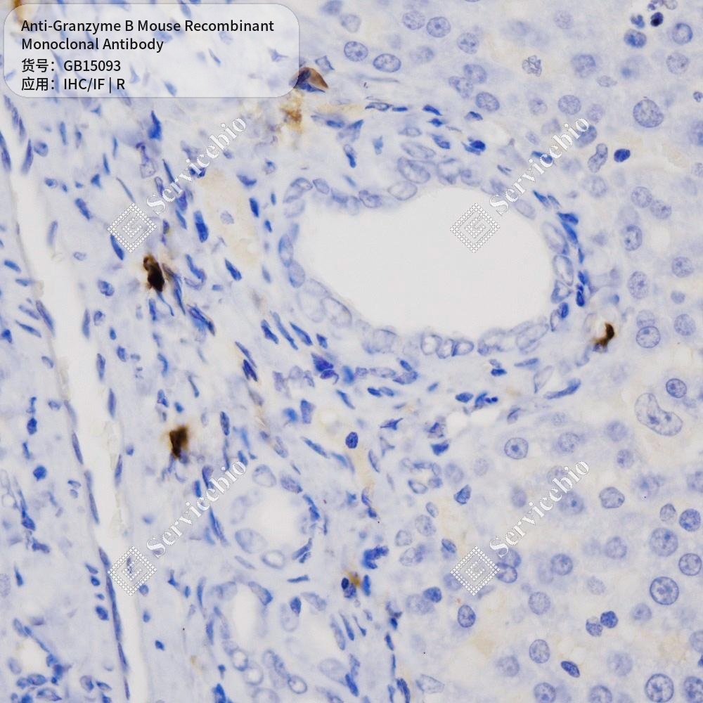 Антитела первичные, моноклональные мыши к Granzyme B крысы, 50 мкл