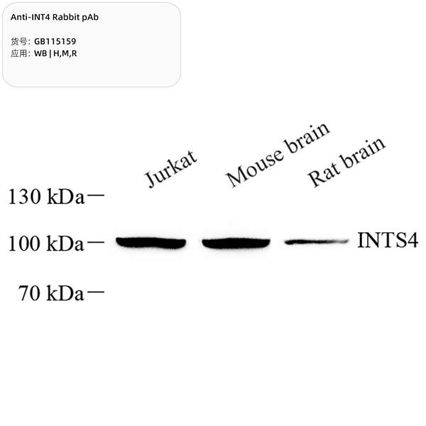 Антитела первичные, поликлональные, INT4, 100 мкл