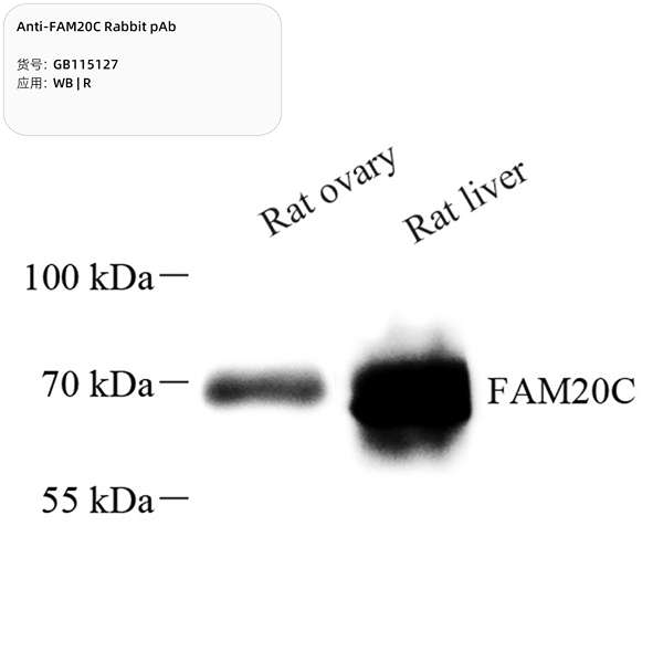 Антитела первичные, поликлональные, FAM20C, 100 мкл