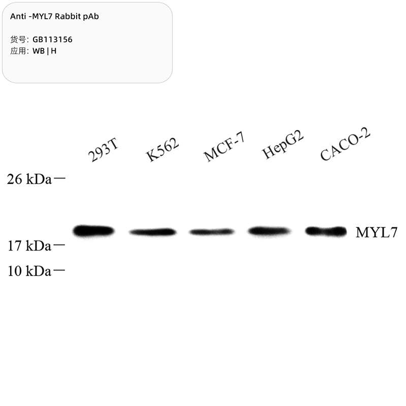 Антитела первичные, поликлональные, MYL7, 100 мкл