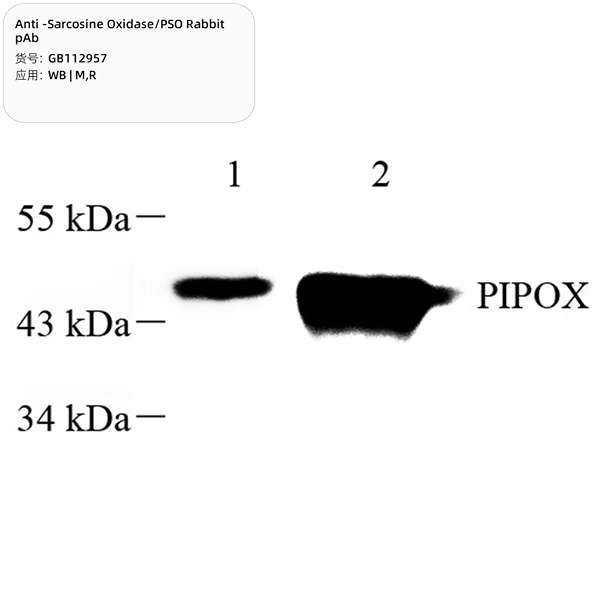 Антитела первичные, поликлональные, Sarcosine Oxidase/PSO, 100 мкл