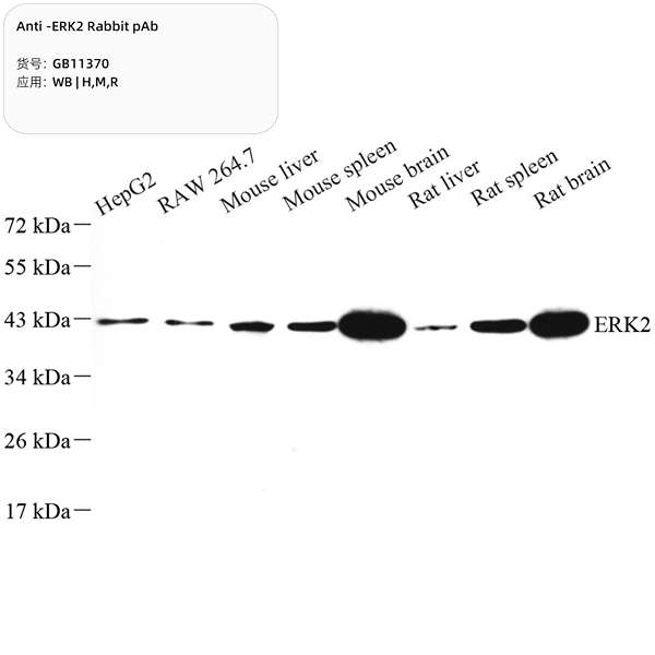 Антитела первичные, поликлональные, ERK2, 100 мкл