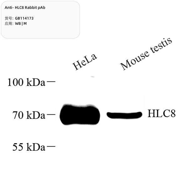 Антитела первичные, поликлональные, HLC8, 100 мкл