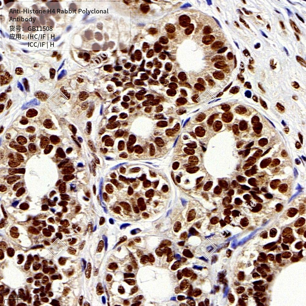 Антитела первичные, поликлональные кролика к Histone H4 человека, 50 мкл