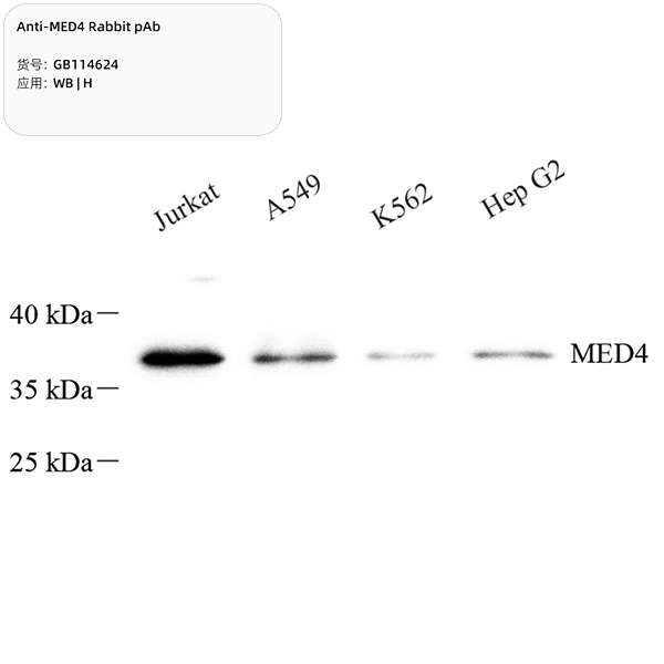 Антитела первичные, поликлональные, MED4, 100 мкл