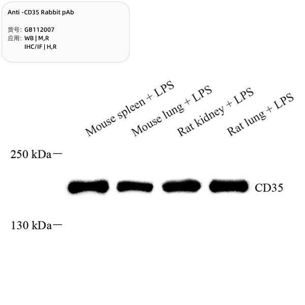 Антитела первичные, поликлональные, CD35, 100 мкл
