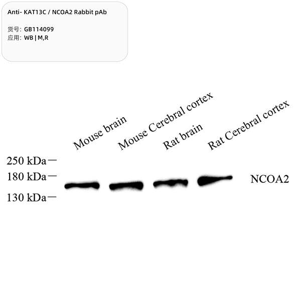 Антитела первичные, поликлональные, KAT13C/NCOA2, 100 мкл