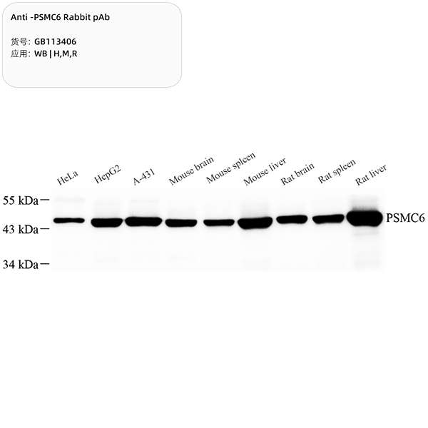 Антитела первичные, поликлональные, PSMC6, 100 мкл
