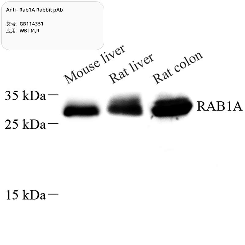 Антитела первичные, поликлональные, Rab1A, 100 мкл