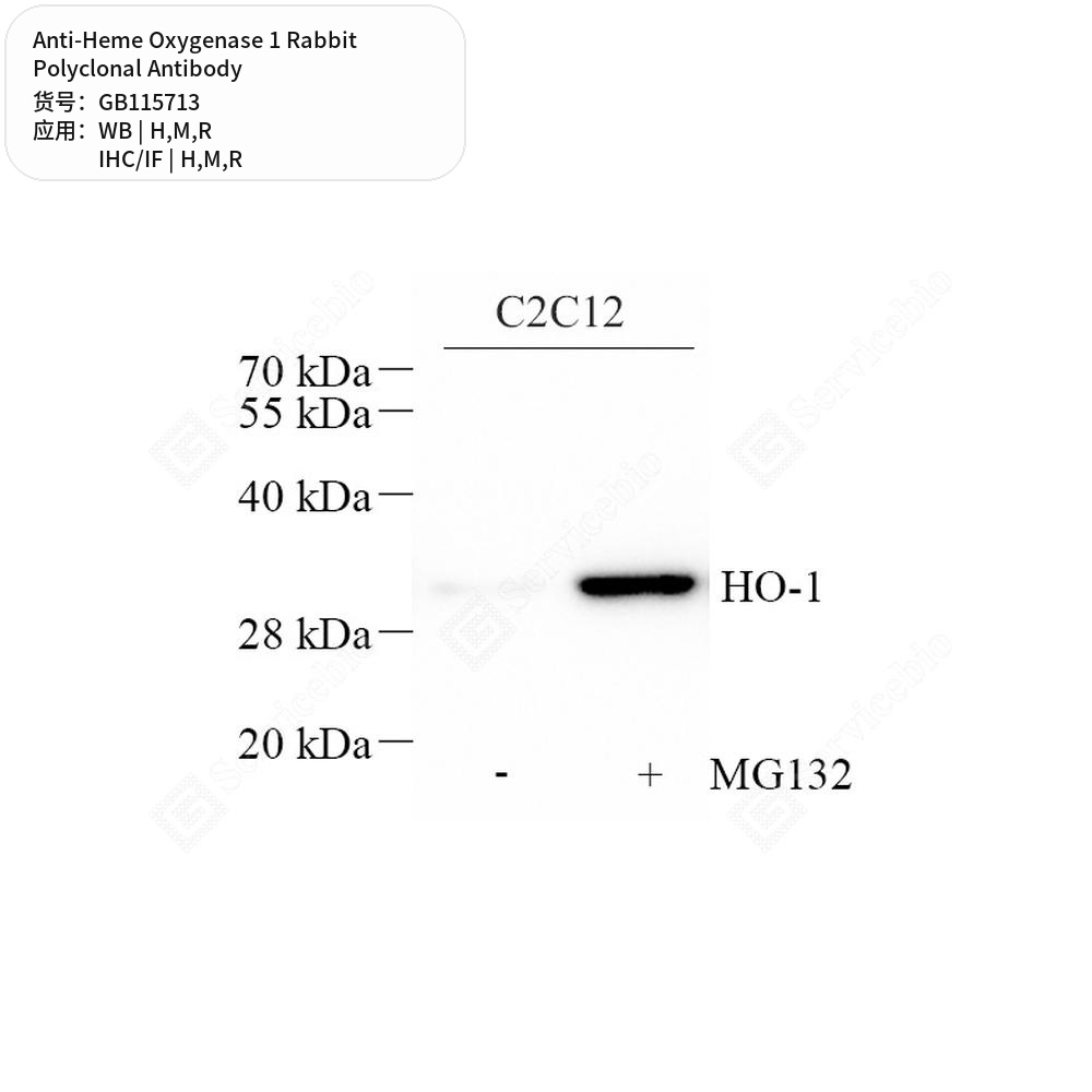 Антитела первичные, поликлональные кролика к Heme Oxygenase 1 крысы, мыши, человека, 50 мкл