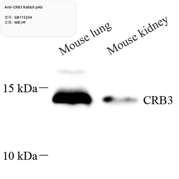 Антитела первичные, поликлональные, CRB3, 100 мкл