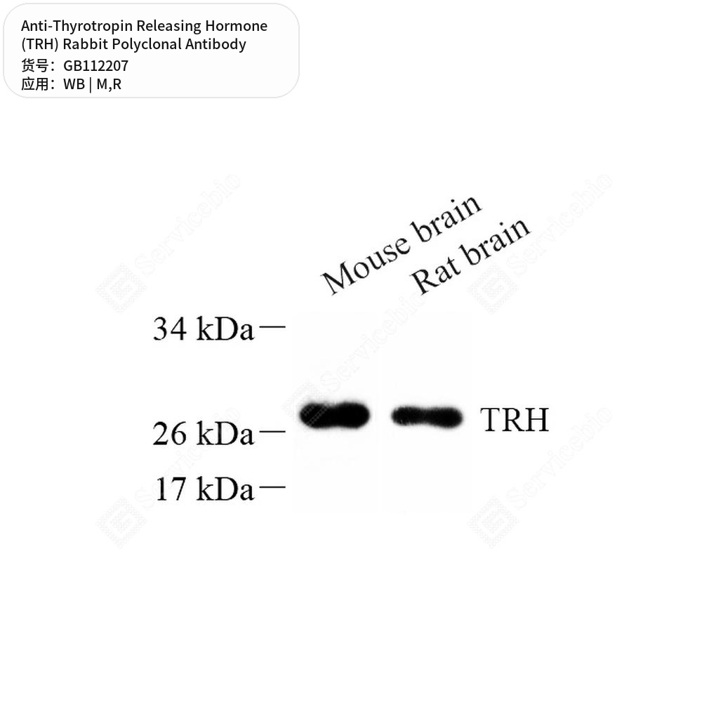 Антитела первичные, поликл. кролика к Thyrotropin Releasing Hormone (TRH) крысы, мыши, 100 мкл