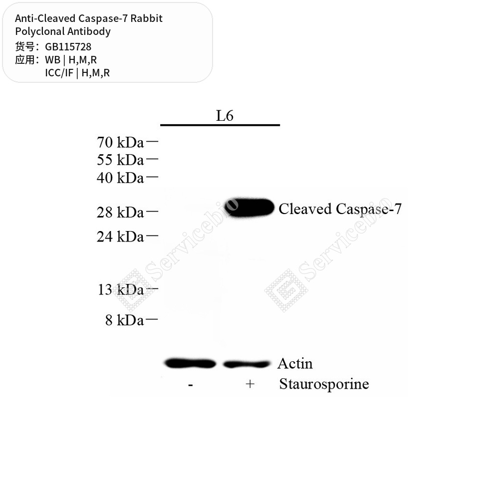 Антитела первичные, поликлональные кролика к Cleaved Caspase-7 крысы, мыши, человека, 50 мкл