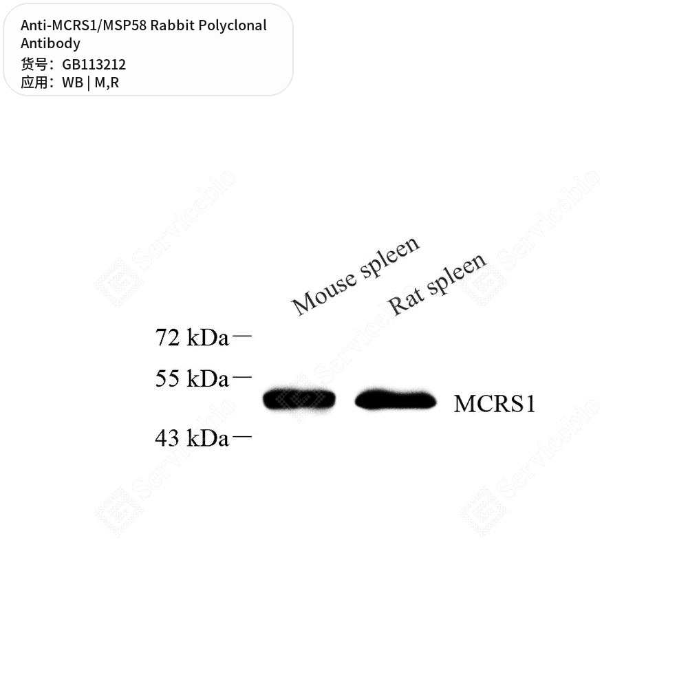 Антитела первичные, поликлональные кролика к MCRS1/MSP58 крысы, мыши, 50 мкл