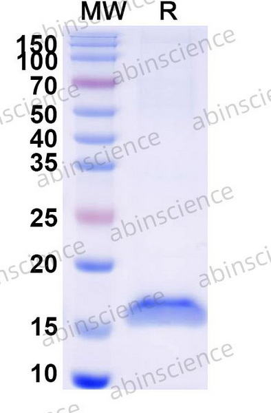 Наноантитела MET/c-Met/HGFR Nanobody (SAA1308), 100 мкг