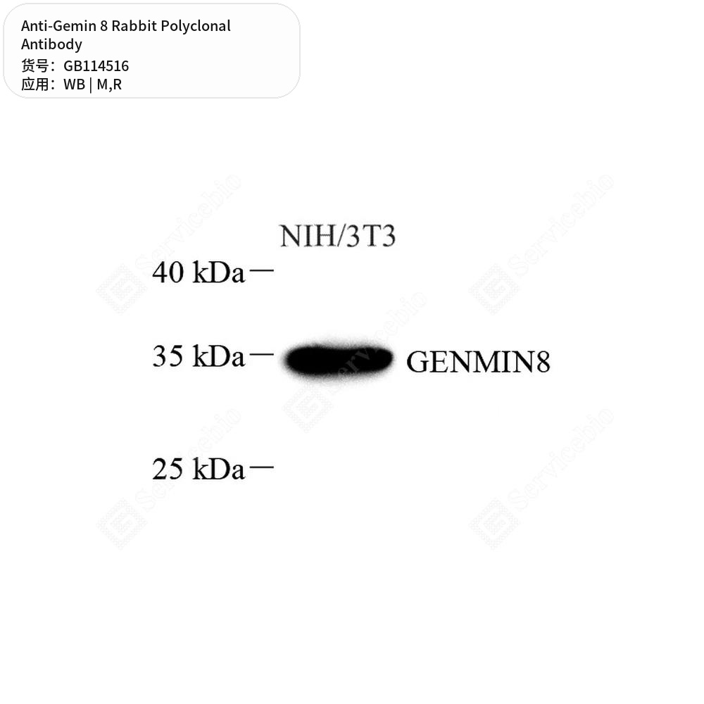 Антитела первичные, поликлональные кролика к Gemin 8 крысы, мыши, 50 мкл