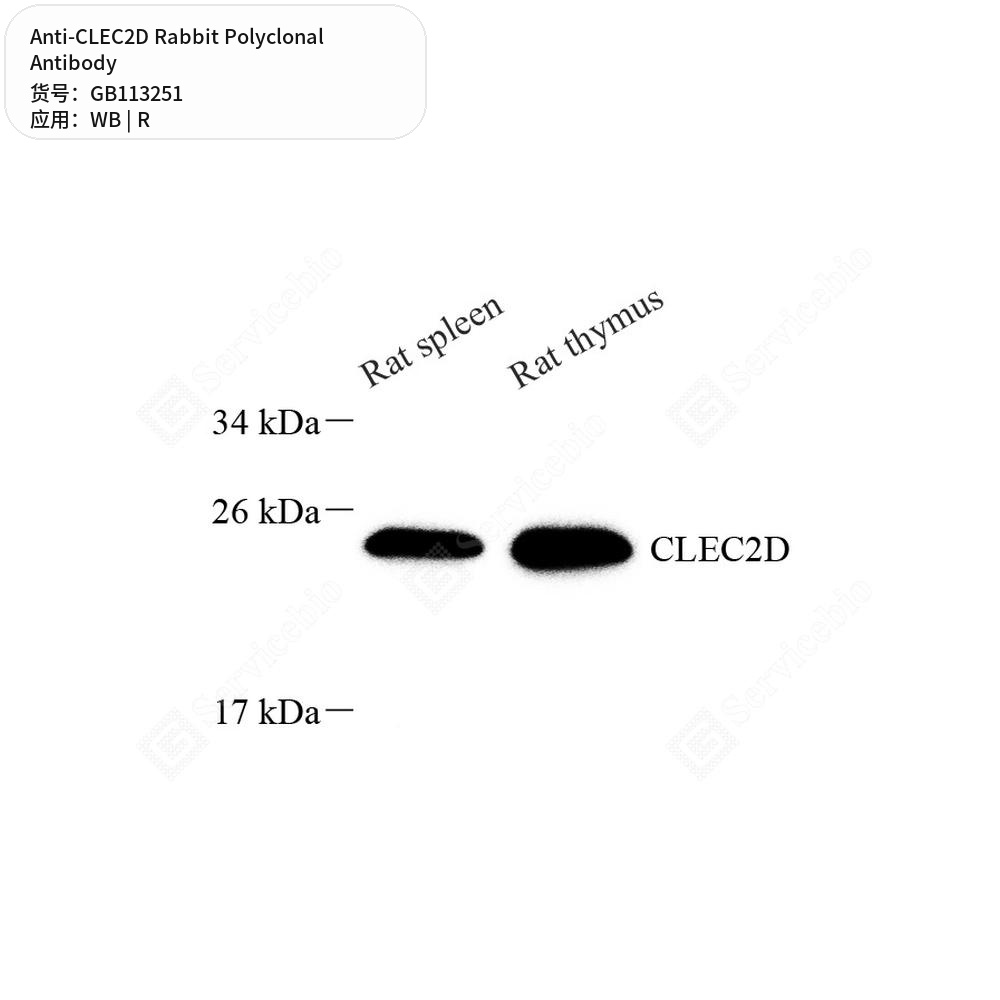 Антитела первичные, поликлональные кролика к CLEC2D крысы, 50 мкл