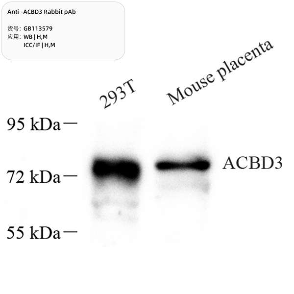 Антитела первичные, поликлональные, ACBD3, 100 мкл