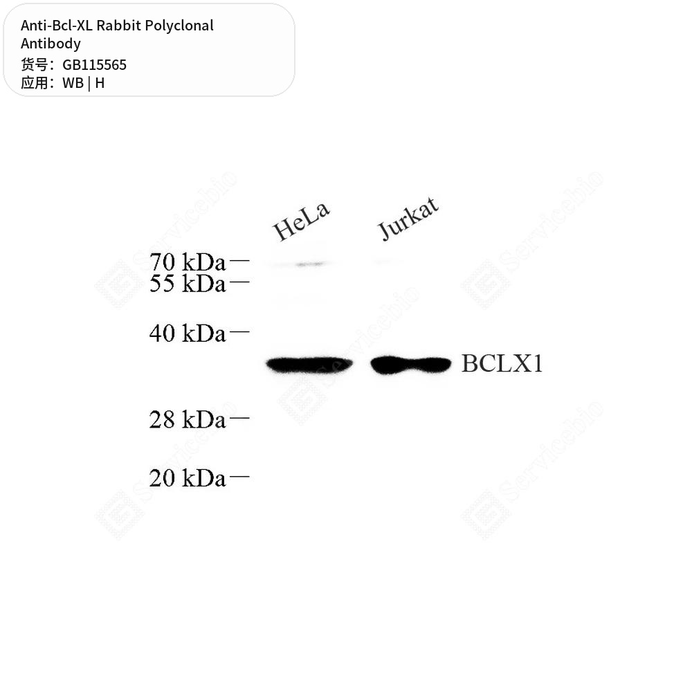 Антитела первичные, поликлональные кролика к Bcl-XL человека, 50 мкл