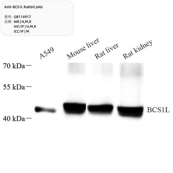 Антитела первичные, поликлональные, BCS1L, 100 мкл
