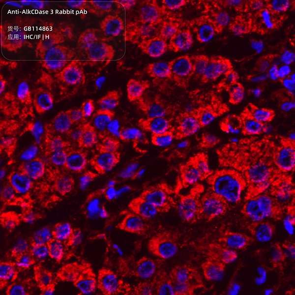 Антитела первичные, поликлональные, AlkCDase 3, 100 мкл