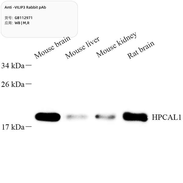 Антитела первичные, поликлональные, VILIP3, 100 мкл