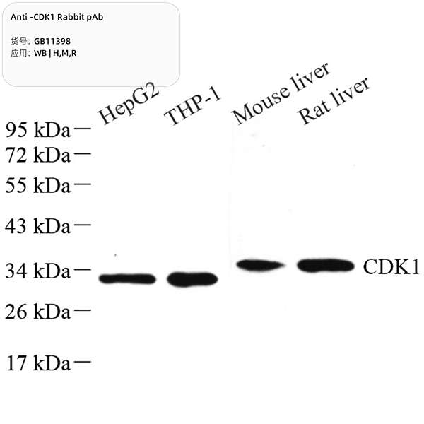 Антитела первичные, поликлональные, CDK1, 100 мкл