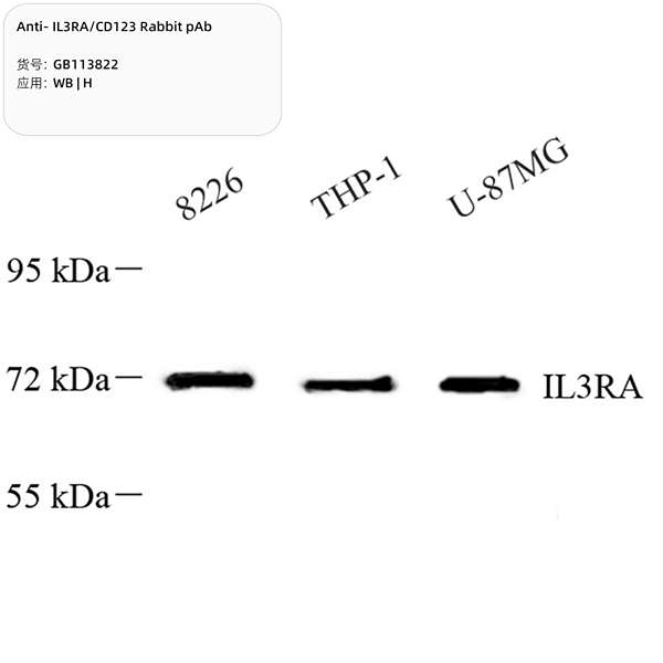 Антитела первичные, поликлональные, IL3RA/CD123, 100 мкл