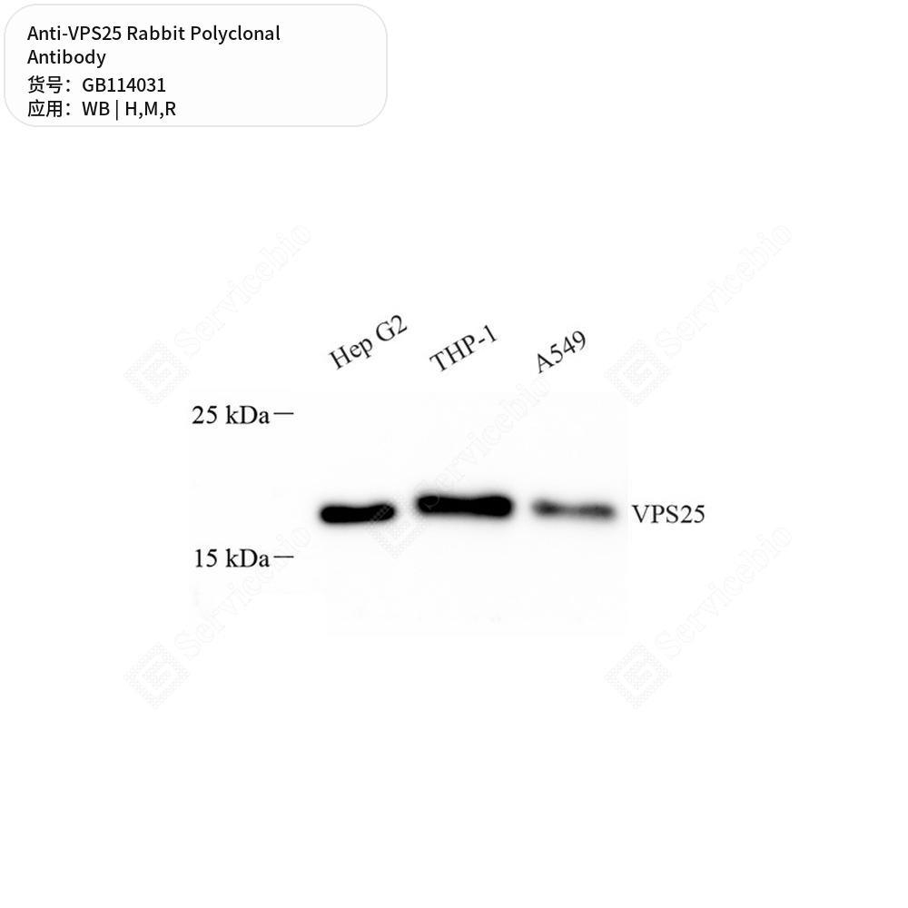 Антитела первичные, поликлональные кролика к VPS25 крысы, мыши, человека, 50 мкл