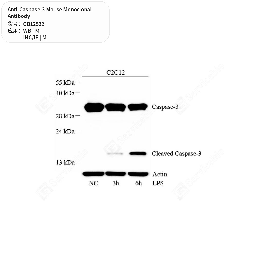 Антитела первичные, моноклональные мыши к Caspase-3 мыши, 50 мкл
