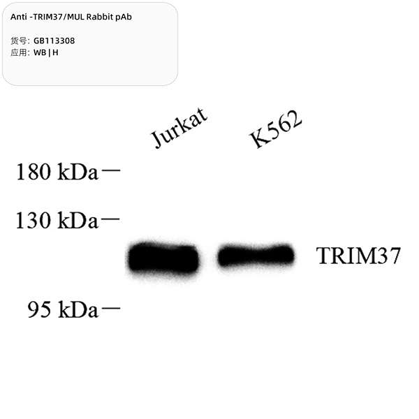 Антитела первичные, поликлональные, TRIM37/MUL, 100 мкл