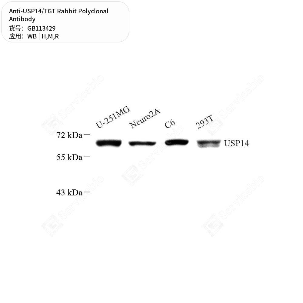 Антитела первичные, поликлональные кролика к USP14/TGT крысы, мыши, человека, 50 мкл